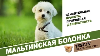 TEST.TV: Животные. Если нужен котопёс) -  Мальтийская болонка.