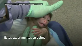 Monos bebés fueron torturados por los @NIHgov