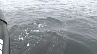 Incredible Friendly Whale Visits the Fast Raft