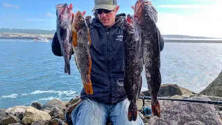 Jetty Fishing For A Limit Of Lingcod + Black Rockfish and BIG Kelp Greenling!