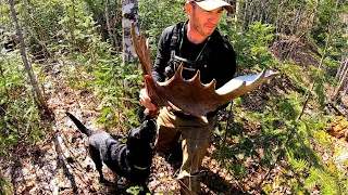 Maine Moose Shed Hunting | Big Brown Sets