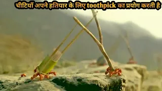 A Match Stick is Enough for Black Ants to Destroy Red Ant Troops | Movie Review/Plot In Hindi & Urdu
