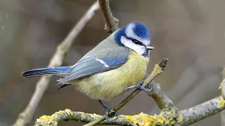 Winter Bird Watching at a UK Nature Reserve | Nov to Feb