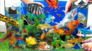Tổng hợp video cá cảnh đẹp, động vật dễ thương, cá trê mèo, cá sư tử, cá lóc, cá mập, tôm, cá vàng