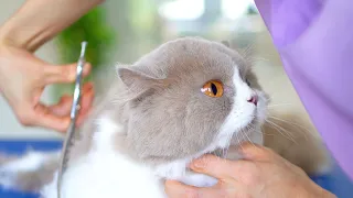 The cute cat loves grooming(bath)! 😻🛁✂️❤️