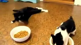 Drunk Cat Compilation