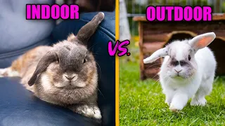 INDOOR RABBITS VS. OUTDOOR RABBITS: The Differences