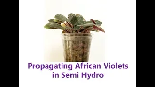 African Violet Propagation Using  Semi Hydro