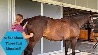 Take a Look at the Haunches! Nico’s Horse Massage Part 3