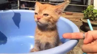 Funny Pets Until Tears / Funny Cats 2021 / Jokes with Cats / Funny ANIMALS video #36