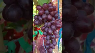 Виноград Здивування (Изумление) 2021 року у Київській області