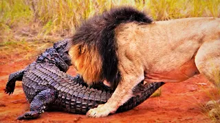 Lions Attack Crocodile Walking On Land | Lion attacks Crocodile | Wild Brutal Animals