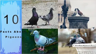 10 Facts About Pigeons