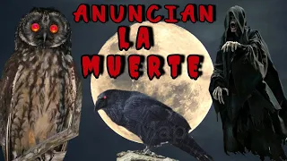 Secretos ATERRADORES: Los Cantos de AVES que ANUNCIAN la MUERTE ☠️ 👻🎃