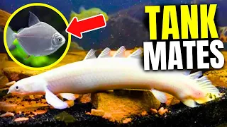 15 BEST Bichir Tank Mates...