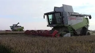 RICE HARVEST in MUD - Lexion 580 + 480 -  Italy 2013