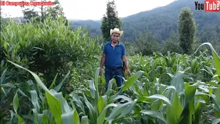 Gracias a Dios así de bonito está creciendo mi milpa en el campo 😀 🙏