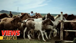 Horse Branding In Mongolia - Foal Branding Ceremony! Mongolian Nomad Life | Views