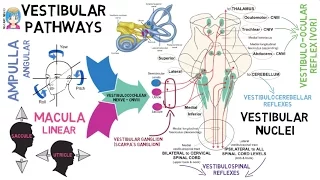 INSTANT NEURO - Vestibular Pathways