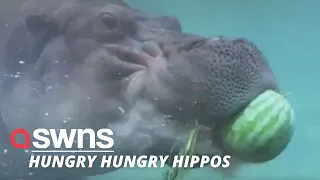 A family of hippos from Texas enjoy devouring WHOLE watermelons on National Watermelon Day | SWNS