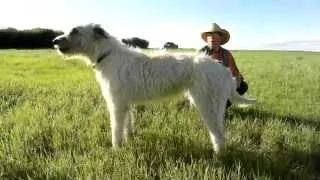 Roger and Cleo the Wolfhound howling at horses