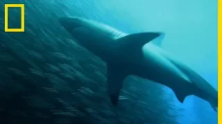 Quand les requins volent le repas des dauphins