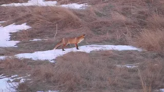 Лиса причуяла Зайца и крадётся!