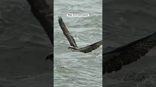 Crazy Osprey struggles with massive fish and gets pulled under three times and almost drowns. #bird