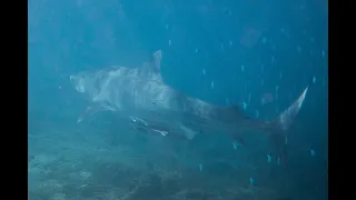 10ft Tiger Shark at Gnaraloo, W.A.