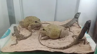 Warriors frog vs lizard