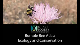 Bumble Bee Atlas: Ecology and Conservation