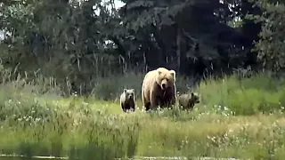 12 Jul 2021: 482 Arrives with Cubs (explore.org)