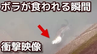 【衝撃映像】生きたボラが巨大シーバスに喰われる瞬間を捉えた。【泳がせ釣り】