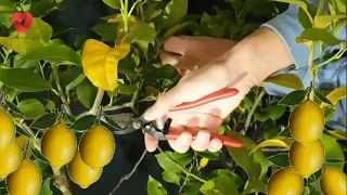 How to prune a lemon