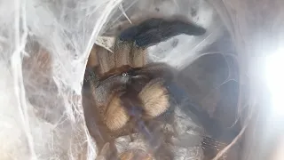 Thork's Birdeaters. Monocentropus Balfouri Adult Female, Juveniles. Колониальное содержание.