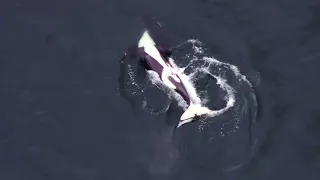 The Free Willy Video. Warning: Graphic Orca Mating!