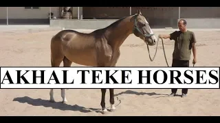 Turkmenistan Beautiful Akhal-Teke Horses Part 9
