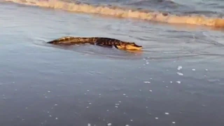 Big alligator spotted on Texas beach