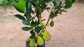 Air Layerage Jackfruit Tree With Onion Grow Fast 100% Success