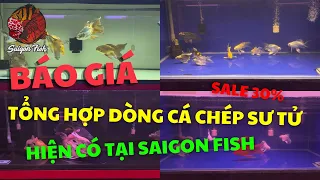 Saigon Fish | Tổng hợp báo giá cá chép sư tử đa dạng dòng , màu sắc và size chỉ từ 99K tại phú nhuận