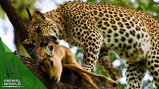 Incredible footage of leopard behavior while killing impala cubs | Animal World