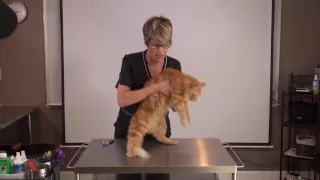 Handling the Difficult Cat