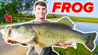 HUGE Bass DESTROYS Topwater FROG! (Bank Fishing)