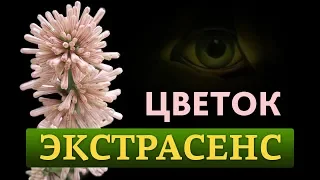 Глава 1. Цветок экстрасенс. Книга «Тайная жизнь растений». Аудиокнига