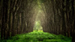 "The Old Tree" • Relaxing Harp Music by Peder B. Helland