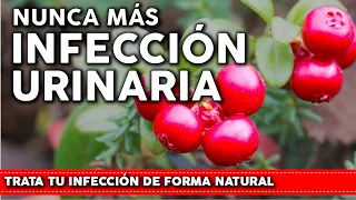 6 Plantas que previenen la INFECCIÓN URINARIA - Como usarlas y cultivarlas en tu huerta o jardin