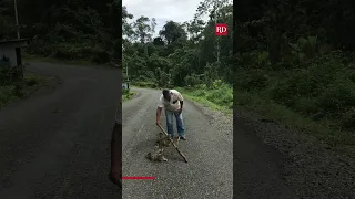 Man Helps Sloth Cross the Road | Everyday Heroes