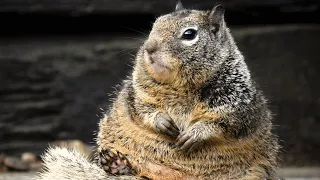 Wild squirrel forms unusual relationship with a human