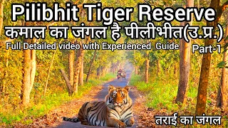 Pilibhit Tiger Reserve | कमाल का जंगल है पीलीभीत | Tiger Safari | #tiger #wildlife #uttarpradesh P-1