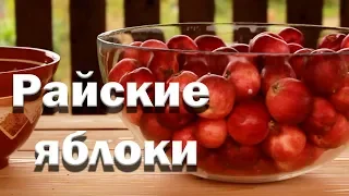 Что сделать из яблок? Райские яблочки. Сок на зиму.